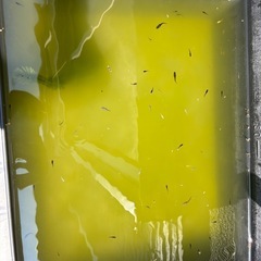 メダカの画像
