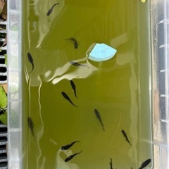 オロチ　針子　稚魚