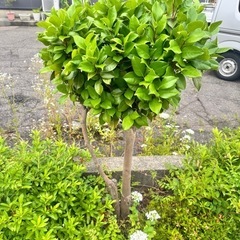 椿の木3本の画像