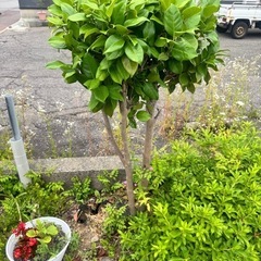 椿の木3本の画像