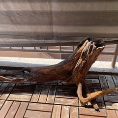 【相手決まりました】大きめの流木の画像