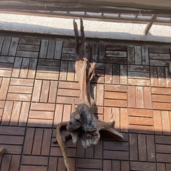 【相手決まりました】大きめの流木の画像