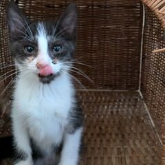 三兄妹の可愛い子猫の里親募集！