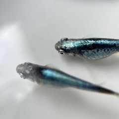 【横見でも美しい】20匹天鵞絨(ビロード)メダカの画像