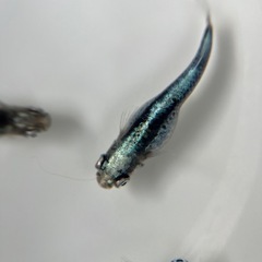 【横見でも美しい】20匹天鵞絨(ビロード)メダカの画像