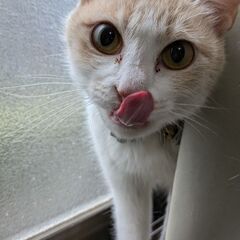 茶白ちゃんのずっとのお家を募集します！