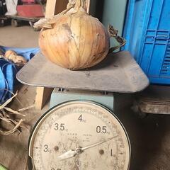 11キロ分の玉葱
