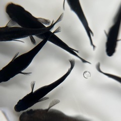 オロチメダカの卵50個