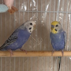 セキセイインコ2羽