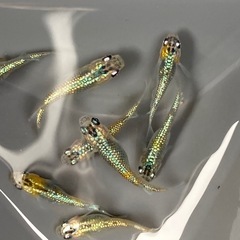 ラメラメ★メダカ★さゆりの画像