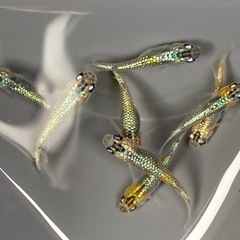 ラメラメ★メダカ★さゆりの画像