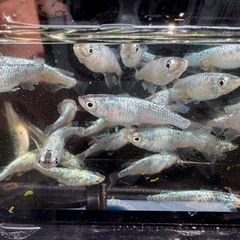 サボテン　めだか　5匹　500円の画像