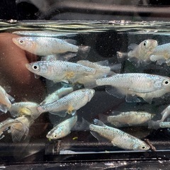 サボテン　めだか　5匹　500円の画像
