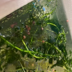 水草、レッドラムズボーンの画像