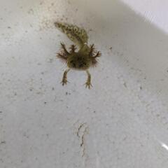 ウーパールーパー　飼育しやすい大きさになりました　の画像