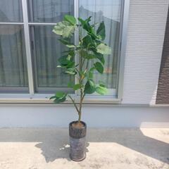 フェイク　観葉植物