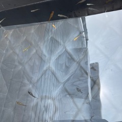 ミックスメダカ40匹の画像
