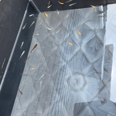 ミックスメダカ40匹の画像
