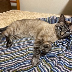 シャムトラ