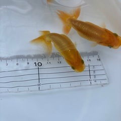 金魚 ★らんちゅう 当歳★ ‪☆1匹400円‪☆ 約6.5～7cmの画像