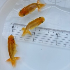 金魚 ★らんちゅう 当歳★ ‪☆1匹400円‪☆ 約6.5～7cmの画像