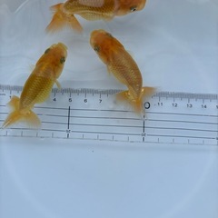 金魚 ★らんちゅう 当歳★ ‪☆1匹400円‪☆ 約6.5～7cmの画像