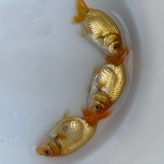 金魚 ★らんちゅう 当歳★ ‪☆1匹400円‪☆ 約6.5～7cmの画像