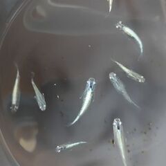 メダカ　【ゴジラ】　若魚.    10匹