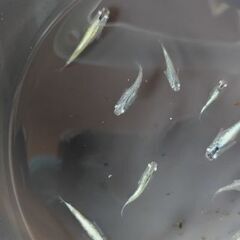 メダカ　【ゴジラ】　若魚.    10匹の画像