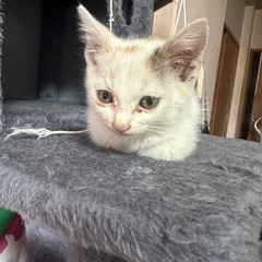 三毛猫　生後1ヶ月程度　女の子
