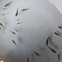 メダカ　【ブラックダイヤRLF】　幼魚15匹の画像