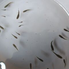 メダカ　【ブラックダイヤRLF】　幼魚12匹