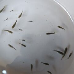 メダカ　【ブラックダイヤRLF】　幼魚15匹の画像