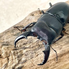 オキナワヒラタクワガタ大型ペア（オス60mm メス37mm）