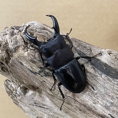 オキナワヒラタクワガタ大型ペア（オス60mm メス37mm）の画像
