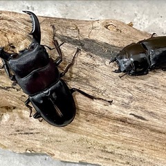 オキナワヒラタクワガタ大型ペア（オス60mm メス37mm）の画像
