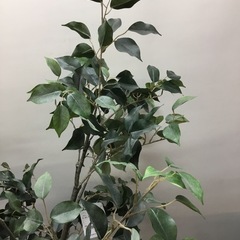 造花　観葉植物　ベンジャミン　⭐︎98432の画像