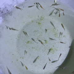 メダカＭＩＸ稚魚10匹の画像