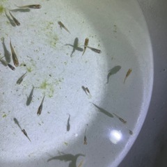 メダカＭＩＸ稚魚10匹の画像