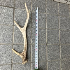 シカの角の画像