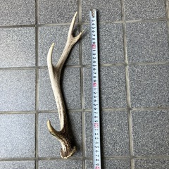シカの角