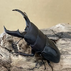 オキナワヒラタクワガタ大型ペア（オス60mm メス37mm）の画像