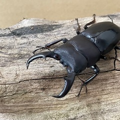 オキナワヒラタクワガタ大型ペア（オス60mm メス37mm）の画像