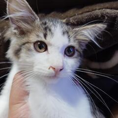 子猫　2ヶ月ぐらい