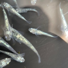【メダカ屋　恵作めだか】　レックウザ　写真は現物　ランダムに撮影　若魚　1匹500円の画像