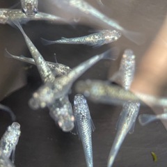 【メダカ屋　恵作めだか】　レックウザ　写真は現物　ランダムに撮影　若魚　1匹500円の画像