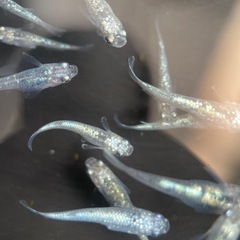 【メダカ屋　恵作めだか】　レックウザ　写真は現物　ランダムに撮影　若魚　1匹500円の画像