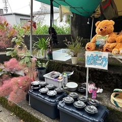 護国神社蚤の市にてメダカの販売しますの画像