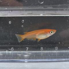メダカ【楊貴妃】ペア+１匹の画像