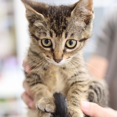 《フフ》ヘソ天ゴロゴロの甘えん坊🐈